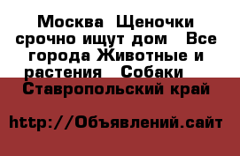 Москва! Щеночки срочно ищут дом - Все города Животные и растения » Собаки   . Ставропольский край